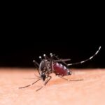 Diabetes e dengue: o que é preciso saber para evitar complicações