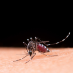 Dengue e diabetes: vacina é a melhor prevenção